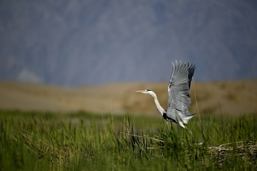 潮起塞上滿目新 寧夏建設(shè)黃河流域生態(tài)保護(hù)和高質(zhì)量發(fā)展先行區(qū)觀察